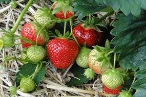 Strawberries over straw